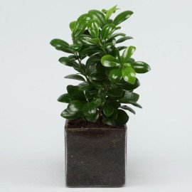 Supple Ficus Compacta Plant