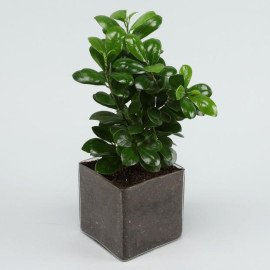 Supple Ficus Compacta Plant