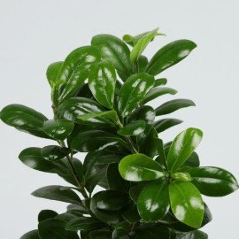 Supple Ficus Compacta Plant