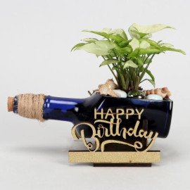 Syngonium Plant In Birthday Antiquity Bottle Planter