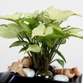 Syngonium Plant In Birthday Antiquity Bottle Planter