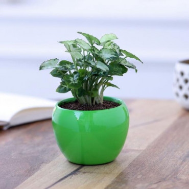 Syngonium Plant In Green Metal Pot