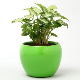Syngonium Plant In Green Metal Pot