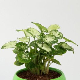 Syngonium Plant In Green Metal Pot