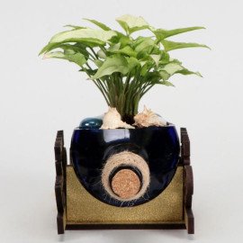 Syngonium Plant In Happy Birthday Antiquity Bottle Planter