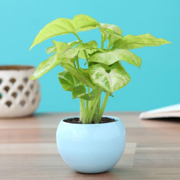 Syngonium Plant In Orchid Metal Pot