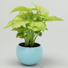 Syngonium Plant In Orchid Metal Pot
