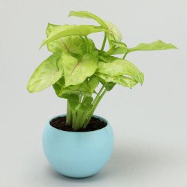 Syngonium Plant In Orchid Metal Pot