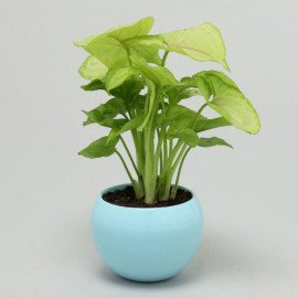 Syngonium Plant In Orchid Metal Pot