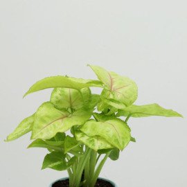 Syngonium Plant In Orchid Metal Pot