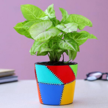 Syngonium Plant In Patch Stitch Multicoloured Pot