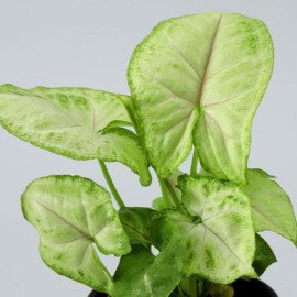 Syngonium Plant In Personalised Mug Planter