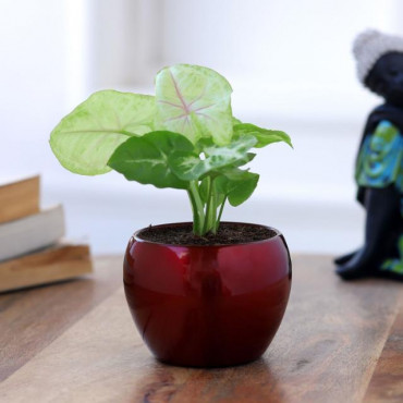 Syngonium Plant In Red Metal Pot Hand Delivery
