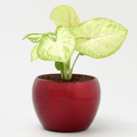 Syngonium Plant In Red Metal Pot Hand Delivery