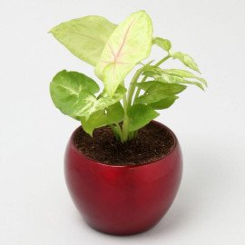 Syngonium Plant In Red Metal Pot Hand Delivery