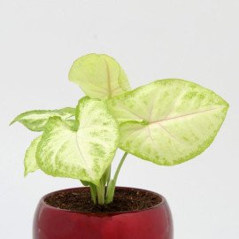 Syngonium Plant In Red Metal Pot Hand Delivery