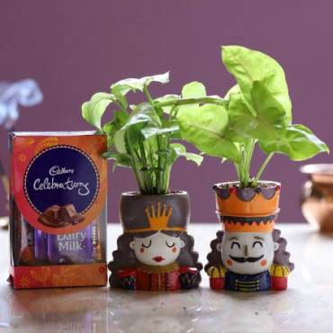 Syngonium Plant Set & Cadbury Celebrations