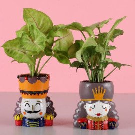 Syngonium Plant Set & Cadbury Celebrations