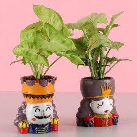 Syngonium Plant Set & Cadbury Celebrations