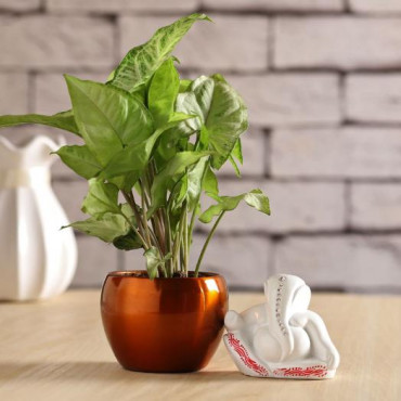 Syngonium Plant White Resting Ganesha Idol