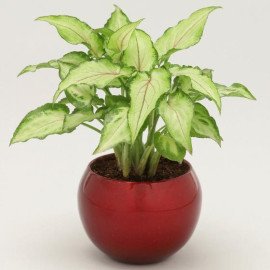 Syngonium Plant White Resting Ganesha Idol