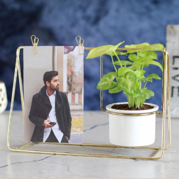 Syngonium Plant With Golden Hanging Stand N Photo Clips