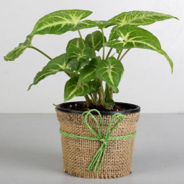 Syngonium Plant in Black Plastic Pot