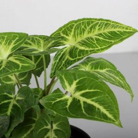 Syngonium Plant in Black Plastic Pot