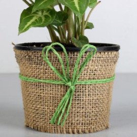 Syngonium Plant in Black Plastic Pot
