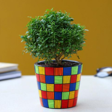 Table Kamini Plant In Multicoloured Handpainted Pot