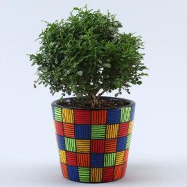 Table Kamini Plant In Multicoloured Handpainted Pot