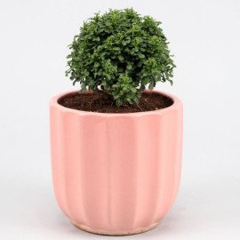 Table Kamini Plant In Pink Ceramic Pot
