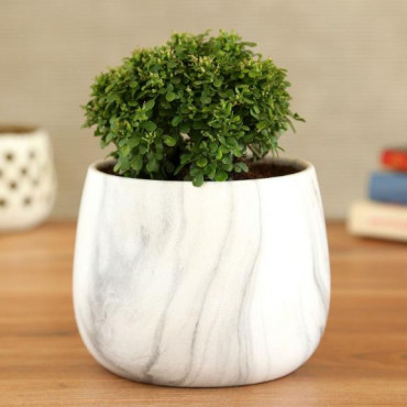 Table Kamini Plant In White & Black Marble Pot