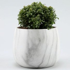 Table Kamini Plant In White & Black Marble Pot