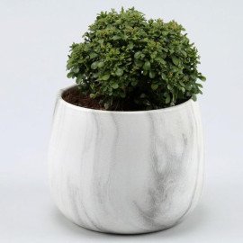 Table Kamini Plant In White & Black Marble Pot