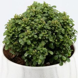 Table Kamini Plant In White & Black Marble Pot