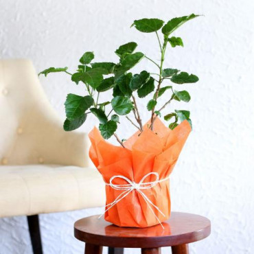 Tropical Hibiscus Plant