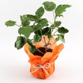 Tropical Hibiscus Plant