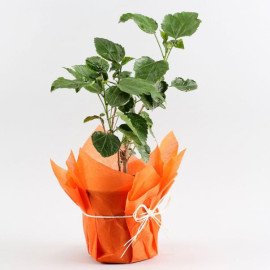 Tropical Hibiscus Plant