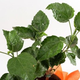 Tropical Hibiscus Plant