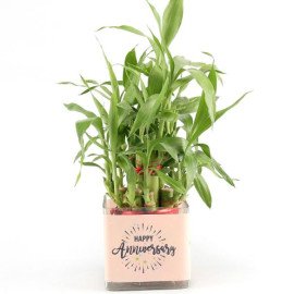 Two Layer Bamboo Plant Anniversary Greetings Hand Delivery