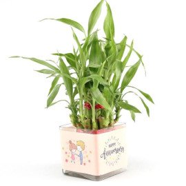 Two Layer Bamboo Plant Anniversary Greetings Hand Delivery