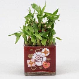 Two Layer Bamboo Plant In Im Lucky To Have You Sticker Vase Hand Delivery