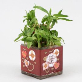 Two Layer Bamboo Plant In Im Lucky To Have You Sticker Vase Hand Delivery