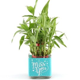 Two Layer Bamboo Plant In Miss You Vase