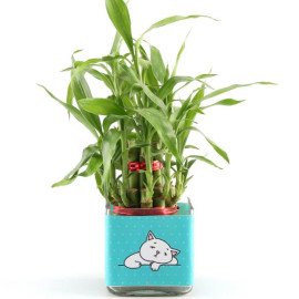 Two Layer Bamboo Plant In Miss You Vase