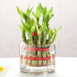 Two Layer Bamboo Plant Table Top Combo Hand Delivery