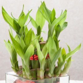 Two Layer Bamboo Plant Table Top Combo Hand Delivery