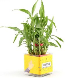 Two Layer Lucky Bamboo Plant For Congratulations