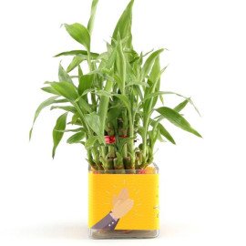 Two Layer Lucky Bamboo Plant For Congratulations